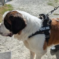THIA, chienne à adopter