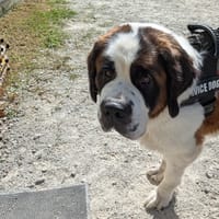 THIA, chienne à adopter