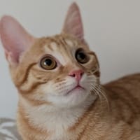 MAGNI, chat à adopter