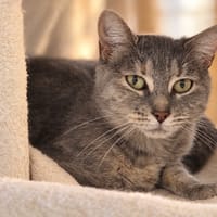 Prune, chatte à adopter
