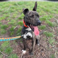 DAISY, chienne à adopter