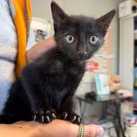 MOJO, chat à adopter