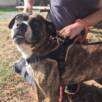 TANYA, chienne à adopter