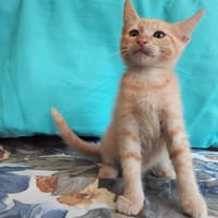 Beets, chatte à adopter