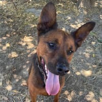 VOLDI, chien à adopter