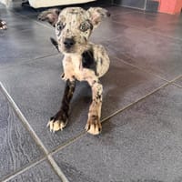 Pixel petite beauté, chienne à adopter