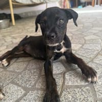 Romy, câline et joyeuse, chienne à adopter