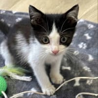 TWILLIE, chatte à adopter