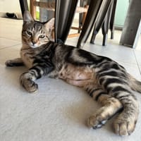 LEO, chat à adopter