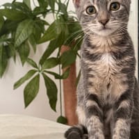 MONONOKÉ À ADOPTER AVEC UN CHAT DÉJÀ PRÉSENT CHEZ VOUS, chatte à adopter