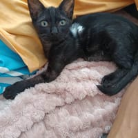 Machu, chat à adopter
