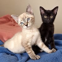 Ginny et Georgia, chatte à adopter