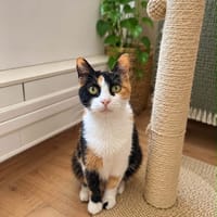 Serena, chatte à adopter