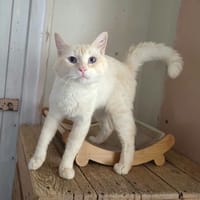 Abricot, chat à adopter