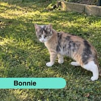 BONNY, chatte à adopter