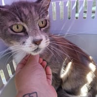 AMELIA, chatte à adopter