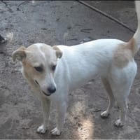 Maiti, chienne à adopter