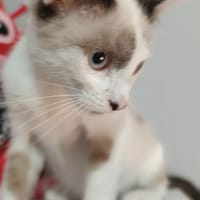 DASTIN, chat à adopter