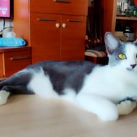 LETI, chatte à adopter