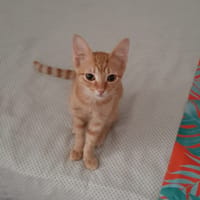 ALVIN, chat à adopter