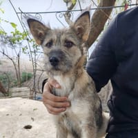 Tiska, chienne à adopter