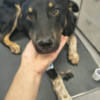 Soren, chien à adopter