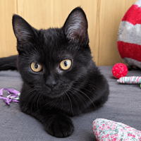 GOYAVE, chatte à adopter