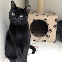 ALPHA, chat à adopter