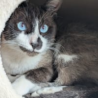 AIME, chat à adopter