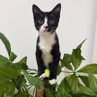 CHIHIRO À ADOPTER AVEC UN CHAT DÉJÀ PRÉSENT CHEZ VOUS, chatte à adopter