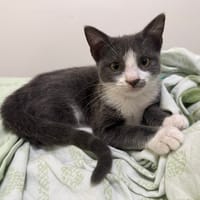 ARRIETY À ADOPTER AVEC UN CHAT DÉJÀ PRÉSENT CHEZ VOUS, chatte à adopter