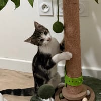 KANTO À ADOPTER AVEC UN CHAT DÉJÀ PRÉSENT CHEZ VOUS, chat à adopter
