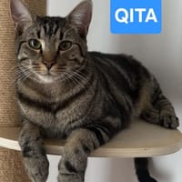 QITA À ADOPTER AVEC UN COPAIN CHAT, chat à adopter