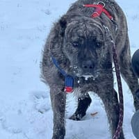 Sakima sucht eine liebevolle Familie, Hund zur Adoption