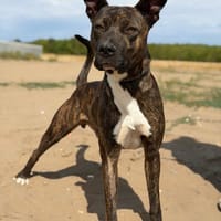 Alonzo -Schlauer Hundebub sucht aktive Menschen!, Hund zur Adoption