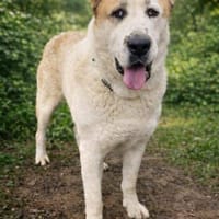 Amun -Stiller Riese mit grossem Herzen, Hund zur Adoption