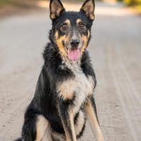 Mirko- Sanfter Senior sucht endlich sein Glück, Hund zur Adoption