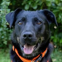 MERIA, zu allem bereit.., Hündin zur Adoption