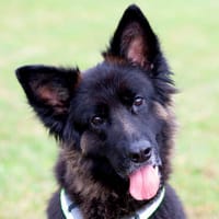 FRANEK, ein toller Hund, der Geborgenheit sucht, Hund zur Adoption