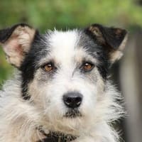 Sinco - kinderlieber Familienrüde, Hund zur Adoption