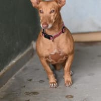 Kleine ängstliche Roxie sucht ihr Glück, Hündin zur Adoption