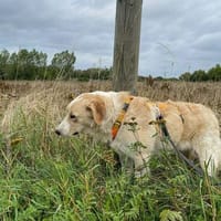 Schöner Dino sucht eine liebevolle Familie, Hund zur Adoption