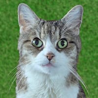 PÜNKTCHEN: wer hat ein Herz für -ältere Semester-?, Katze zur Adoption