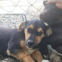Mimi  kleine Hundedame sucht ihr Zuhause, Hündin zur Adoption
