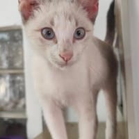 anhänglicher Ramses, Kater zur Adoption