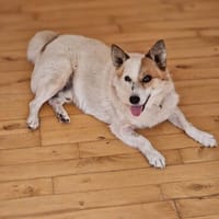 Kleiner Rüde Papu 35cm sucht Zuhause, Hund zur Adoption