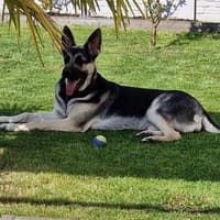 Aktive Lotta, Hündin zur Adoption