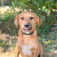 Pucki (Pagsmag) Zuckersüßer Welpenjunge sucht sein Für-immer, Hund zur Adoption