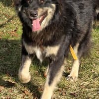 Wunderschöner Barsim sucht liebevolle Familie, Hund zur Adoption