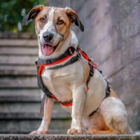 LEOLINO, Unikat mit Charakter will endlich ankommen, Hund zur Adoption